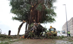 chute arbre au butor saint denis tempête iman