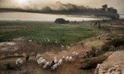 Des fermiers peuls font avancer leur bétail dans les environs de Sokoto, au Nigeria, le 22 avril 2019