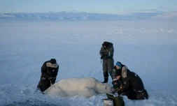 Jon Aars, de l'Institut polaire norvégien, la Française Marie-Anne Blanchet (2e d) et le vétérinaire norvégien Rolf Arne Olberg (g) mesurent un grand ours polaire mâle, dans l'archipel du Svalbard, le 6 avril 2025
