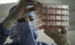 Un homme regarde une culture de cellules pour produire des tissus humains dans le laboratoire Episkin à Lyon le 28 janvier 2016