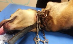 Tchoupie blessée par un collier étrangleur