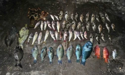 Braconnage : 53 kilos de poissons saisis et 3 personnes interpellés