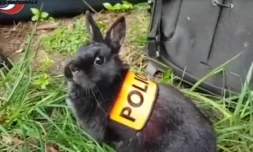 Brigade lapin de la police