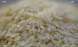 riz