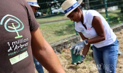 création micro-forêt Département EDF 