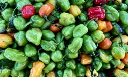 Fruits et légumes