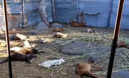 massacre de cabris par des chiens 