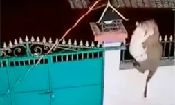 Inde : les léopards déambulent en ville pour chasser les chiens