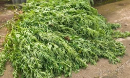 cannabis