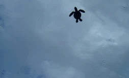 Kélonia - Fête de la science 