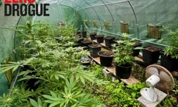 Saint-Benoît : lors d'une perquisition, les gendarmes saisissent des armes et du cannabis