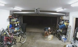 En plein cambriolage, il sâarrĂȘte et fait des cĂąlins au chien de la maison