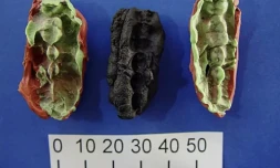 Photo non datée diffusée le 23 janvier 2024 par l'Université de Stockholm montrant deux moulages et un chewing-gum préhistorique original découverts dans le Huseby Klev, sur la cÎte ouest de la SuÚde ( Université de Stockholm / Verner Alexandersen )