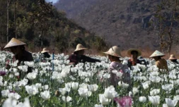 Des personnes déplacées par les combats en Birmanie travaillent dans un champ illégal de pavot, le 26 février 2024 à Pekon, en Birmanie, à la frontiÚre entre l'Etat Karen et l'Etat Shan (est) ( AFP / STR )