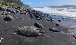 Tortue marine percutée par un bateau
