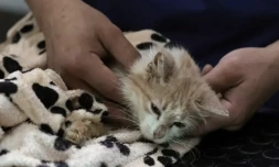Le vétérinaire Kostis Larkou s'occupe d'un chat souffrant de péritonite infectieuse féline (PIF), à la clinique de Nicosie, le 20 juin 2023 sur l'ßle de Chypre ( AFP / Christina ASSI )