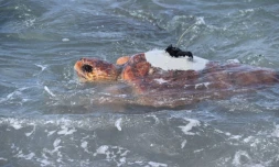 India, la tortue caouanne de Kélonia, bientôt au coeur d'un reportage