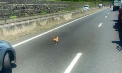 poule route du littoral