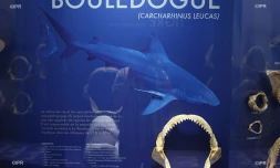 exposition-requins-au-museum