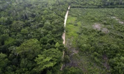 Vue aérienne d'une zone de jungle restaurée après avoir servi de pâturage illégal à du bétail dans la réserve de biosphère Maya, dans le département de Petén, au Guatemala, le 4 octobre 2023 ( AFP / Johan ORDONEZ )
