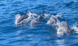 Dauphins