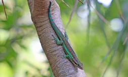 Parc National Gecko introduction