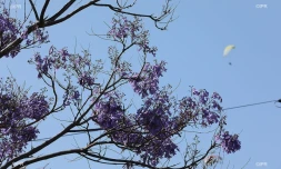 Jacaranda