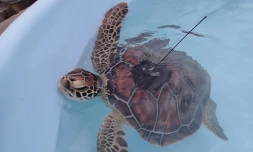 Tortue Arc en Ciel Kelonia