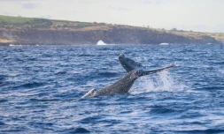 Baleine 16 mai 2020