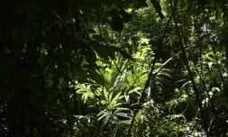 La pollution Ă l'ozone rĂ©duit la croissance des forĂȘts tropicales et ainsi la capacitĂ© de ces importants puits de carbone Ă absorber du CO2, selon une Ă©tude ( AFP / JOHAN ORDONEZ )