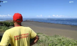 Attaque requin l\'Etang-Salé