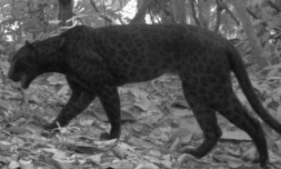Des images rarissimes d'une panthère noire en Afrique