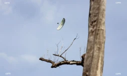 parapente 