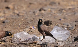 Déchets et oiseaux 