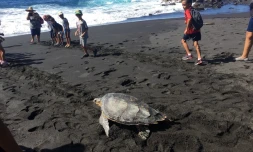 Tortue Andry repart Kelonia