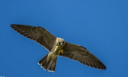 [Photo] Migration : des faucons profitent de l'été austral à La Réunion