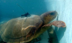 tortue caouanne, Tina, Kelonia, balise, itinéraire