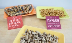 zandettes distribution