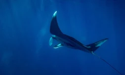 Raie Manta Boucan Canot