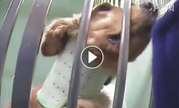 Des chiens en souffrance dans un laboratoire 