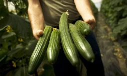 Concombres 