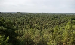 Vue aérienne de la forêt de Fontainebleau, près de Noisy-sur-École, le 6 août 2025 en Seine-et-Marne ( AFP / Martin LELIEVRE )