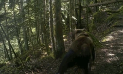 Photo prise par un piège photographique en 2020 et diffusée par l'association française "Pays de l'ours", le 4 juin 2021, montrant un ours brun dans un bois près de Melles, dans les Pyrénées ( Pays de l'Ours / - )