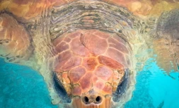 Le concours de photos \"Kélonia vu par ses visiteurs\"