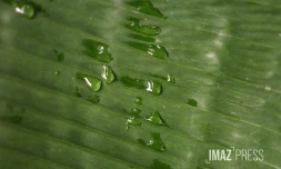 goutte-d'eau