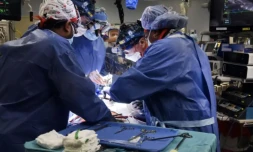 Des chirurgiens de l'école de médecine de l'université du Maryland transplantent un coeur de porc sur un patient, le 7 janvier 2022 à Baltimore ( L'école de médecine de l'université du Maryland / - )