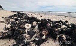 oursins plage de l'ouest 