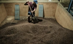 Un employé fait passer des clous de girofle dans une machine à tamiser pour éliminer les impuretés dans un entrepôt sur l'île de Ternate,le 11 avril 2025 en Indonésie ( AFP / Yasuyoshi CHIBA )
