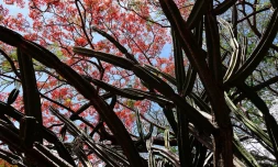 flamboyant et cactus 