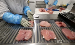 filière pêche transformation de poissons chez Réunimer 